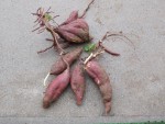 DSCN0635_ks