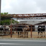 DSCN0175