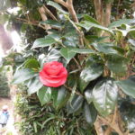 CIMG1183