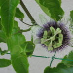 花壇 001