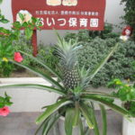 パイナップル