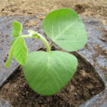 苗植え・つる挿し・歯磨き 004 苗植え・つる挿し・歯磨き 004
