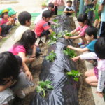 苗植え・つる挿し・歯磨き 015 苗植え・つる挿し・歯磨き 015