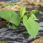 苗植え・つる挿し・歯磨き 021