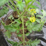 苗植え・つる挿し・歯磨き 003 苗植え・つる挿し・歯磨き 003