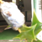 節分 082 節分 082