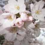 入園式 020 入園式 020