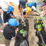 野菜の苗植え 008