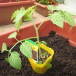 野菜の苗植え 003