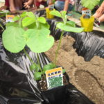 野菜の苗植え 005 野菜の苗植え 005